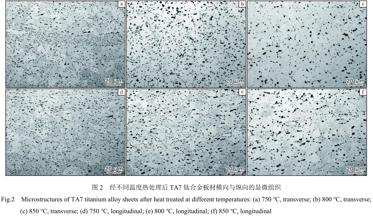 1705798055417517.jpg t2.jpg